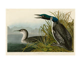 Great Northern Diver or Loon -  John James Audubon - McGaw Graphics