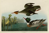 Red Breasted Merganser -  John James Audubon - McGaw Graphics
