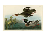 Red Breasted Merganser -  John James Audubon - McGaw Graphics