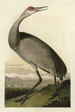 Hooping Crane -  John James Audubon - McGaw Graphics