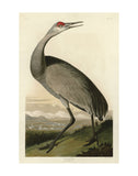 Hooping Crane -  John James Audubon - McGaw Graphics