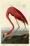 American Flamingo -  John James Audubon - McGaw Graphics