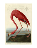 American Flamingo -  John James Audubon - McGaw Graphics