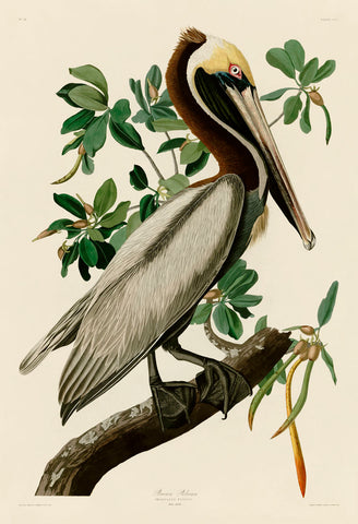 Brown Pelican II -  John James Audubon - McGaw Graphics