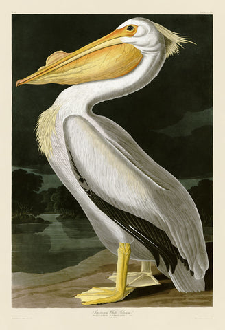 American White Pelican -  John James Audubon - McGaw Graphics