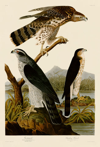 Goshawk and Stanley Hawk -  John James Audubon - McGaw Graphics