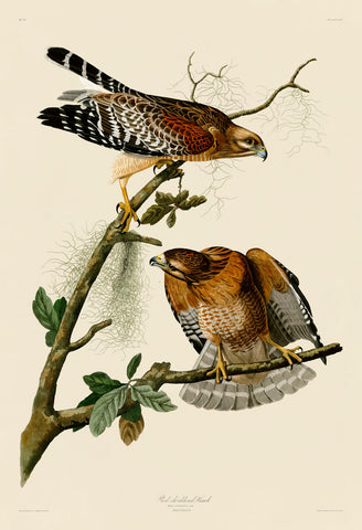 Red-Shouldered Hawk -  John James Audubon - McGaw Graphics