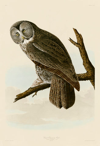 Great Cinereous Owl -  John James Audubon - McGaw Graphics