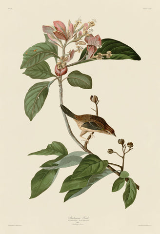 Bachmans Finch -  John James Audubon - McGaw Graphics
