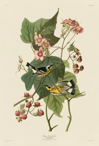 Black & Yellow Warblers -  John James Audubon - McGaw Graphics