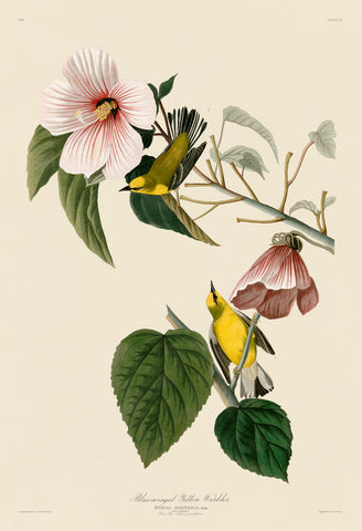 Blue-Winged Yellow Warbler -  John James Audubon - McGaw Graphics