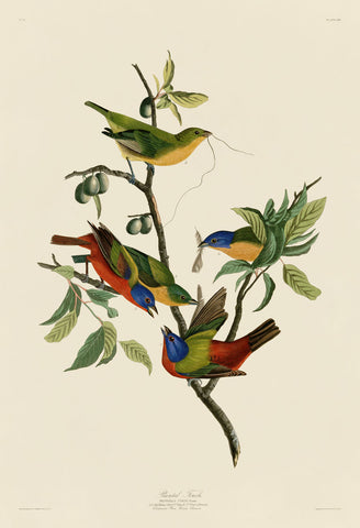 Painted Finch -  John James Audubon - McGaw Graphics
