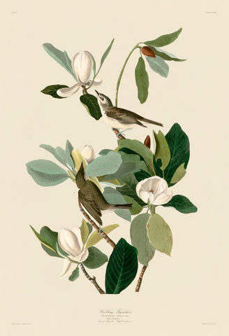 Warbling Flycatcher -  John James Audubon - McGaw Graphics