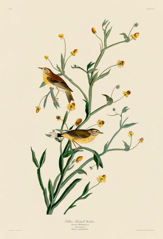 Yellow Red-Poll Warbler -  John James Audubon - McGaw Graphics