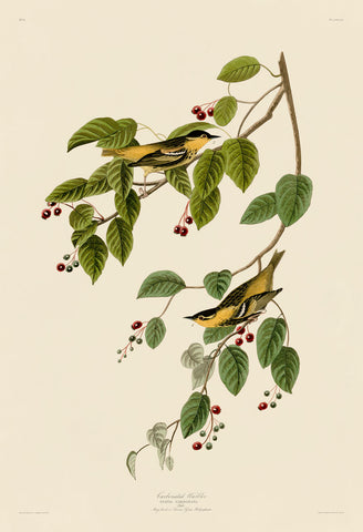 Carbonated Warbler -  John James Audubon - McGaw Graphics
