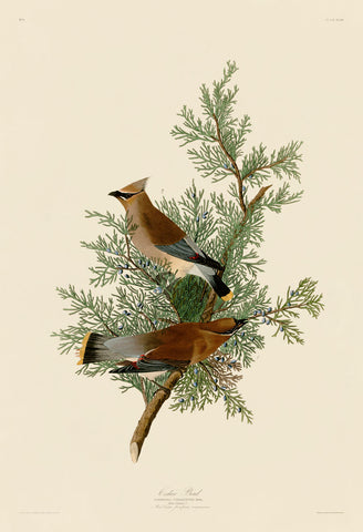Cedar Bird -  John James Audubon - McGaw Graphics