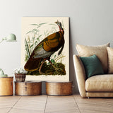 Wild Turkey I -  John James Audubon - McGaw Graphics