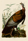 Wild Turkey I -  John James Audubon - McGaw Graphics