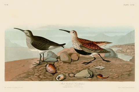 Red Backed Sandpiper -  John James Audubon - McGaw Graphics