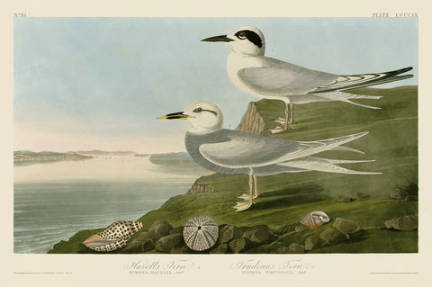 Havell’s Tern & Trudeau’s Tern -  John James Audubon - McGaw Graphics