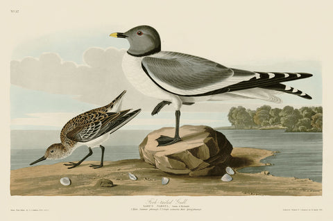 Fork-Tailed Gull -  John James Audubon - McGaw Graphics