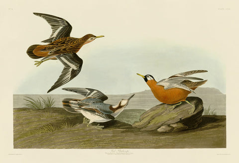 Red Phalarope -  John James Audubon - McGaw Graphics