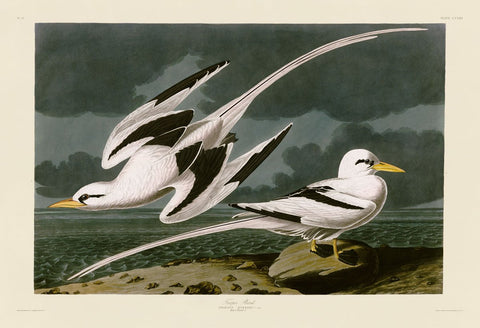 Tropic Bird -  John James Audubon - McGaw Graphics
