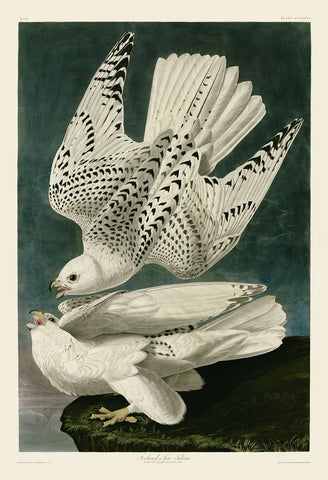 Iceland or Jer Falcon -  John James Audubon - McGaw Graphics