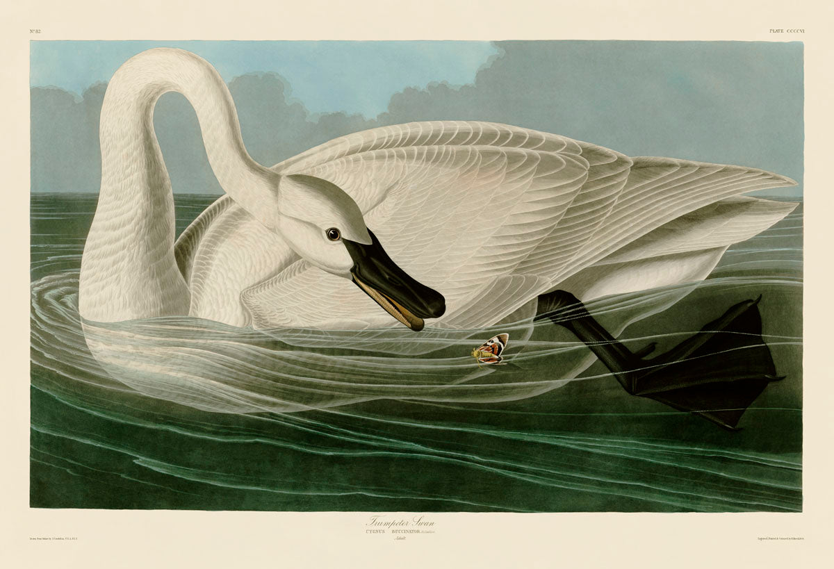 ナンシー ガン、「Trumpeter Swan（白鳥）」、★極希少画集★ ナンシー ガン、「Trumpeter Swan（白鳥）」、☆極希少画集☆ ナンシー
