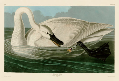 Trumpeter Swan -  John James Audubon - McGaw Graphics