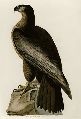 Bird of Washington -  John James Audubon - McGaw Graphics