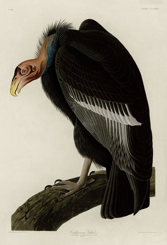 California Vulture -  John James Audubon - McGaw Graphics