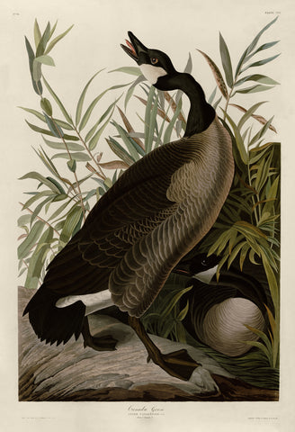 Canada Goose -  John James Audubon - McGaw Graphics