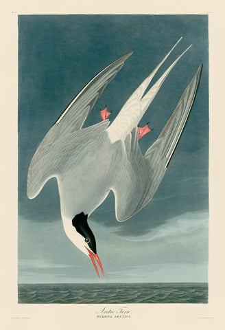 Arctic Tern -  John James Audubon - McGaw Graphics