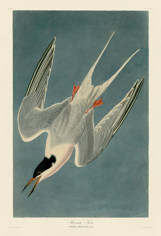 Roseate Tern -  John James Audubon - McGaw Graphics