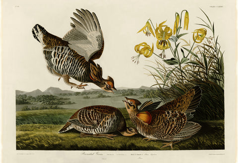 Pinnated Grous -  John James Audubon - McGaw Graphics