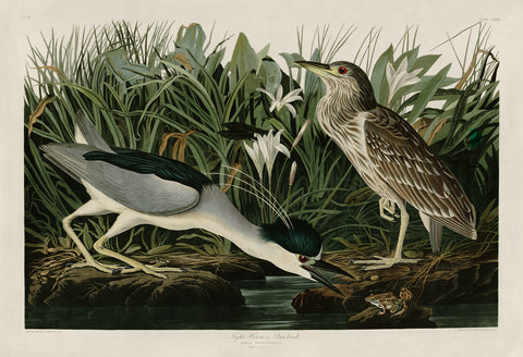 Night Heron or Qua Bird -  John James Audubon - McGaw Graphics