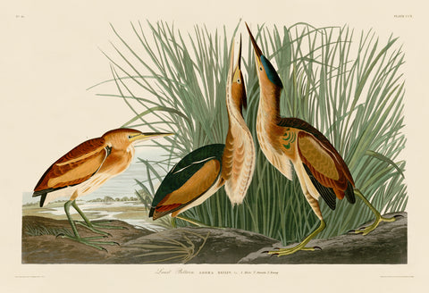 Least Bittern -  John James Audubon - McGaw Graphics