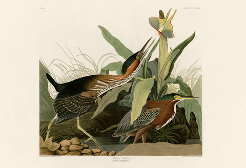 Green Heron -  John James Audubon - McGaw Graphics