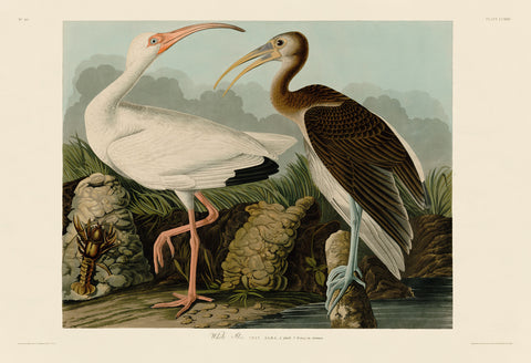 White Ibis -  John James Audubon - McGaw Graphics
