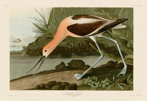 American Avocet -  John James Audubon - McGaw Graphics
