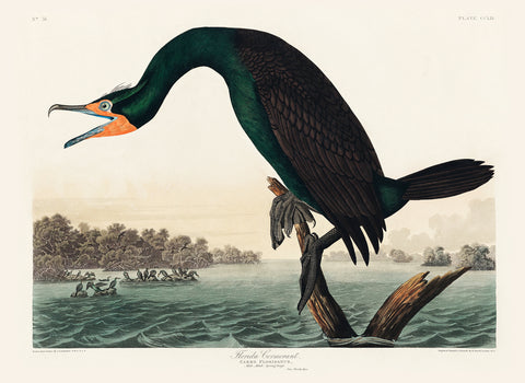 Florida Cormorant -  John James Audubon - McGaw Graphics