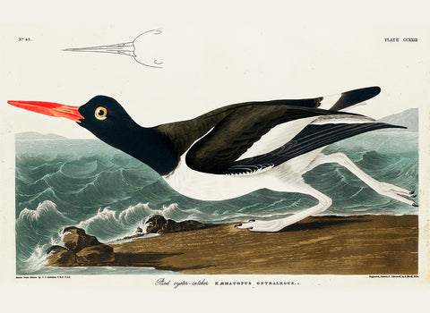 Pied Oyster-Catcher -  John James Audubon - McGaw Graphics