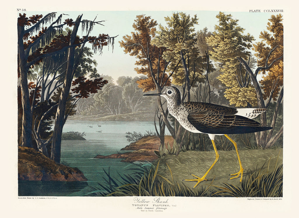 John James Audubon Birds John james audubon birds