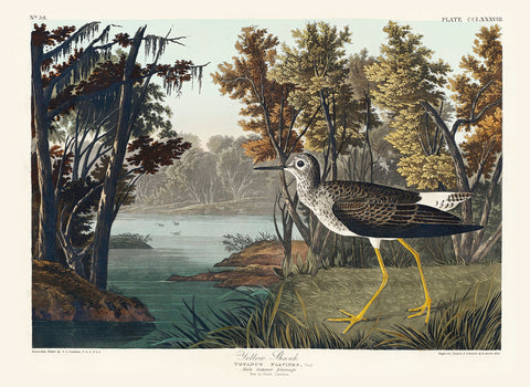 Yellow Shank -  John James Audubon - McGaw Graphics