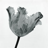 Parrot Tulip I -  Tom Artin - McGaw Graphics