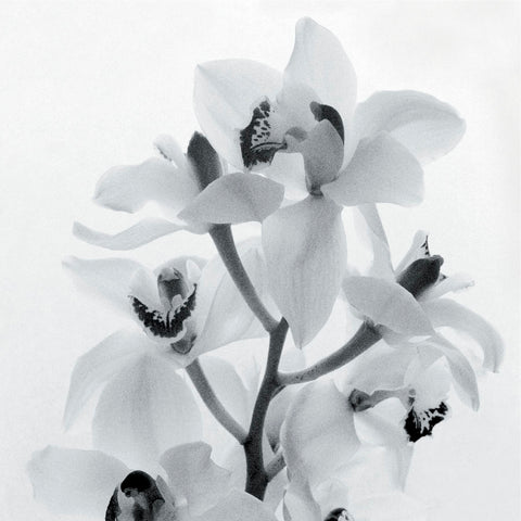 Orchid Spray I -  Tom Artin - McGaw Graphics