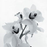 Orchid Spray II -  Tom Artin - McGaw Graphics