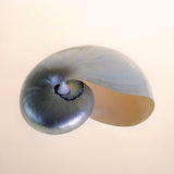 Polished Nautilus -  Tom Artin - McGaw Graphics