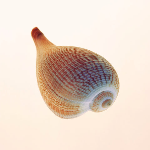 Fig Shell -  Tom Artin - McGaw Graphics